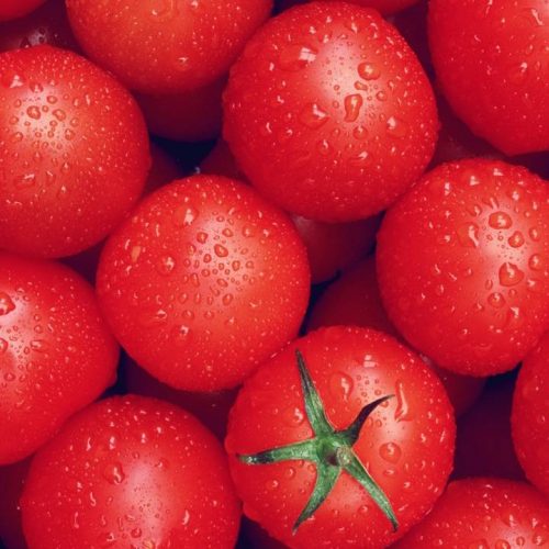 Tomato